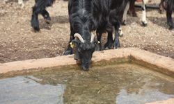 Zehirli Su İddiası: 43 Küçükbaş Telef Oldu