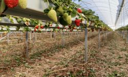 Silifke Çileğinde Hasat Başladı: Fiyat 160 Liraya Kadar Ulaşıyor