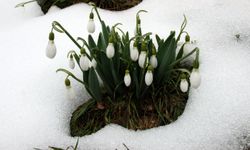 Torosların Gelinliği İçin Kritik Karar: 7 Milyon İhraç