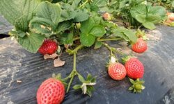 Köprübaşı Çileğinde Rekor Fiyat: Kilosu 200 TL