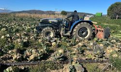 Pazarda 70 Lira, Tarlada Çürüyor: Lahanada Büyük Kriz