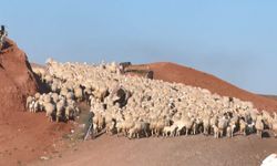 Sürüde Duygusal Buluşma: Kuzular Annelerini Böyle Buldu!