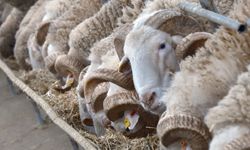 Rekor Fiyatlı Koçlar Satışa Çıkıyor: Gözler 25 Mart’ta