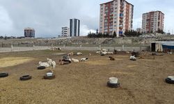 Gece Yarısı Dehşeti! Ahıra Saldırdılar: 6 Keçi Telef, 5’i Kayıp