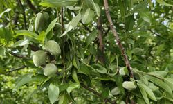 Sezonun İlk Sürprizi! Çağla 150 TL’den Tezgâhta