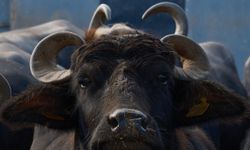 Milyonları İlgilendiren Gelişme! Mandada Verim 2 Katına Çıktı