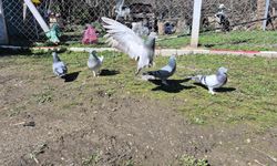 16 Km Yol Gidiyor: Güvercin Tutkusu Servet Değerinde