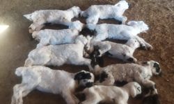 Kritik Alarm! Kuzular Peş Peşe Telef Oluyor