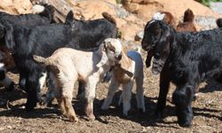 Zehirli Su Felaketi: 43 Hayvan Telef Oldu!