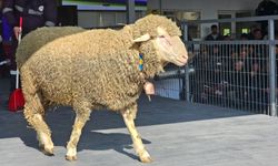 Rekor Kıran Koç Satışı: Fiyatı Dudak Uçuklattı