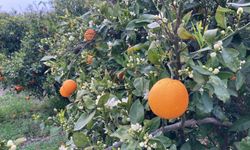 Hasat Bitmeden Çiçek Açtı: Mersin’i Koku Sardı