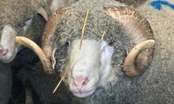 1 Milyonluk Koça Talep Patladı: Kuzuları Şimdiden Kapışılıyor