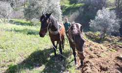 Aydın Dağlarında Karasaban Mesaisi: Günlük 6 Bin TL