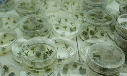 Kuraklığa Dayanıklı Domates Geliyor mu?