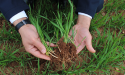 Siirt’te Yağış Bereketi! Verim Rekor Kırabilir