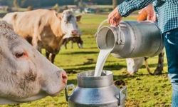 Balıkesir’de Çiğ Süt Desteklemeleri Bugün Ödeniyor!