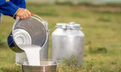 Trakya’da Süt Üreticileri İçin Yeni Dönem: Kooperatif Hamlesi