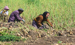 SOĞANDA HASAT BAŞLADI: FİYAT BELİRSİZLİĞİ ENDİŞELENDİRİYOR