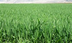 Kuraklık Bitti, Rekolte Uçuşa Geçti! Çiftçi Rahat Nefes Aldı