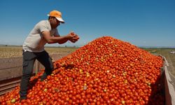 SALÇALIK DOMATESTE KRİTİK KARAR: ÇİFTÇİ SÖZLEŞMEDEN KAÇIYOR