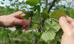 Fındıkta Rekolte Umudu Arttı! Asıl Tehlike Kapıda