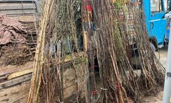 BULDAN’DA FİDAN SEZONU HAREKETLENDİ: TALEP ARTTI