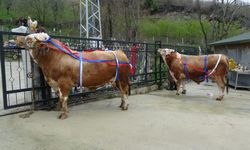 TONLUK KURBANLIĞA UMRE HEDİYESİ ŞAŞIRTTI