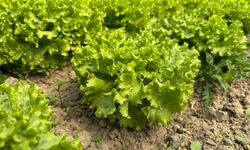 Marulda Fiyat Patladı: Ekim Yapmayan Çiftçi Pişman Oldu