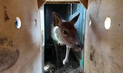 Kızıl geyikler doğayla buluşmaya devam ediyor