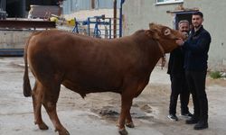 Bir ton 140 kilogramlık dana 575 bin liraya alıcı buldu