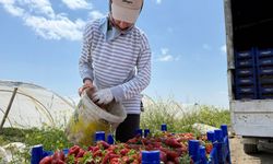 Serik’in Çilek Üreticilerinden ‘Hal’ Çağrısı: Tarlada 35 TL, Markette 150 TL