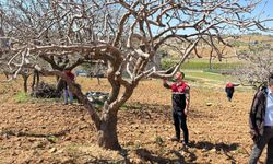 Adıyaman’da Dolu Afeti: Ağaçlar Gövdesinden Yaralandı, 3 Yıllık Verim Yok Oldu