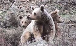 Pülümür’de Ayı Ailesinin Çay Keyfi: Anne ve Yavruları Kameralara Yansıdı