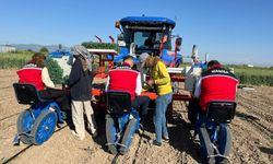 Manisa’da Domates Dikimi Başladı: Hedef 131 Bin Dekar