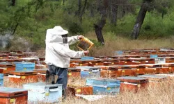 Soğuk Hava Arıcıyı Vurdu, Verim Alarmı Verildi