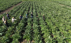 Akademisyen Eli Değdi, Amik Ovası Şifalandı: 5 Dönümden 120 Dönüme Enginar Zaferi