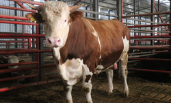 1,5 tonluk dev tosun, 950 bin liraya vitrine çıktı