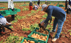 Adana’da ‘Sarı Altın’ Hasadı Başladı: Yağmurlar Vurdu, Rekolte Düştü