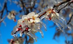 Zirai Don Yaşanmadı Üretim Risk Altında Değil