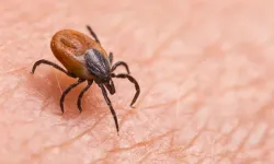 Keneye Karşı Kritik Uyarı: 10 Gün İçinde Öldürebilir!