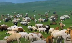 150 BİN KÜÇÜKBAŞ DAĞITILACAK: 3 YILLIK DEV DESTEK