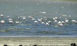 Erçek Gölü Pembeleşti: "Allı Turnalar" Göç Yolunda Van Gölü Havzası’na Geldi