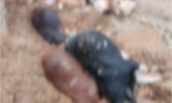 Bir Gecede Her Şey Bitti! 25 Hayvan Telef Oldu