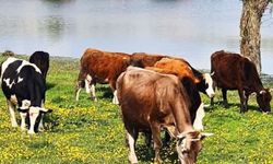 TAVŞANLI’DA 4 MİLYON TL’LİK DEV HAYVANCILIK HAMLESİ