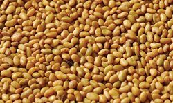 Ağrı’da Çiftçiye Dev Destek! 44 Ton Tohum Dağıtıldı