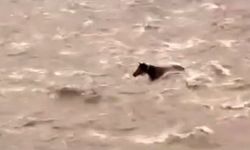 Bingöl'de Sel Sularına Kapılan Atın Yaşam Mücadelesi