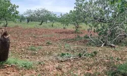 Gaziantep'te Süper Hücre Dehşeti: Çiftçinin Umudu Yıkıldı
