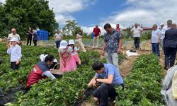 Bin metre rakımda hasat heyecanı: Siparişlere yetişemiyorlar!