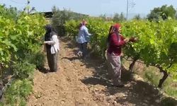 Belgesi olmayan 1 Temmuz'dan sonra zirai ilaç alamayacak