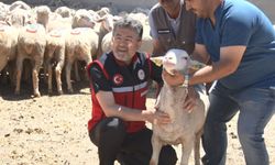 Kırsala 160 bin küçükbaş desteği: İlk teslimat yapıldı